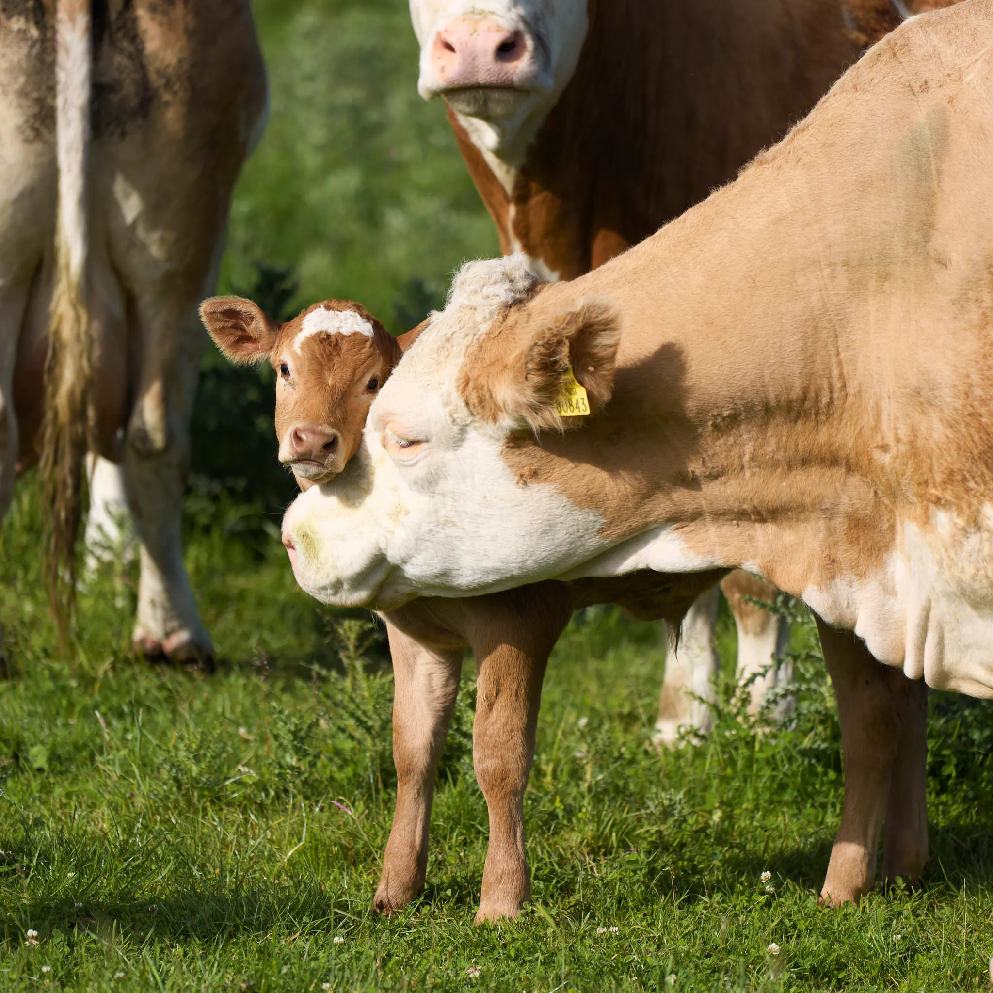 Mom and calf